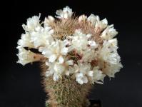 Thumbnail of 1204_Sulcorebutia spec. HS 0044_20140515-001.JPG